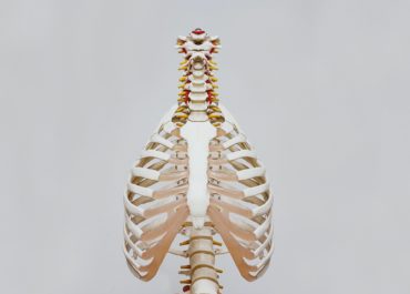 Spinal and back bone structure.