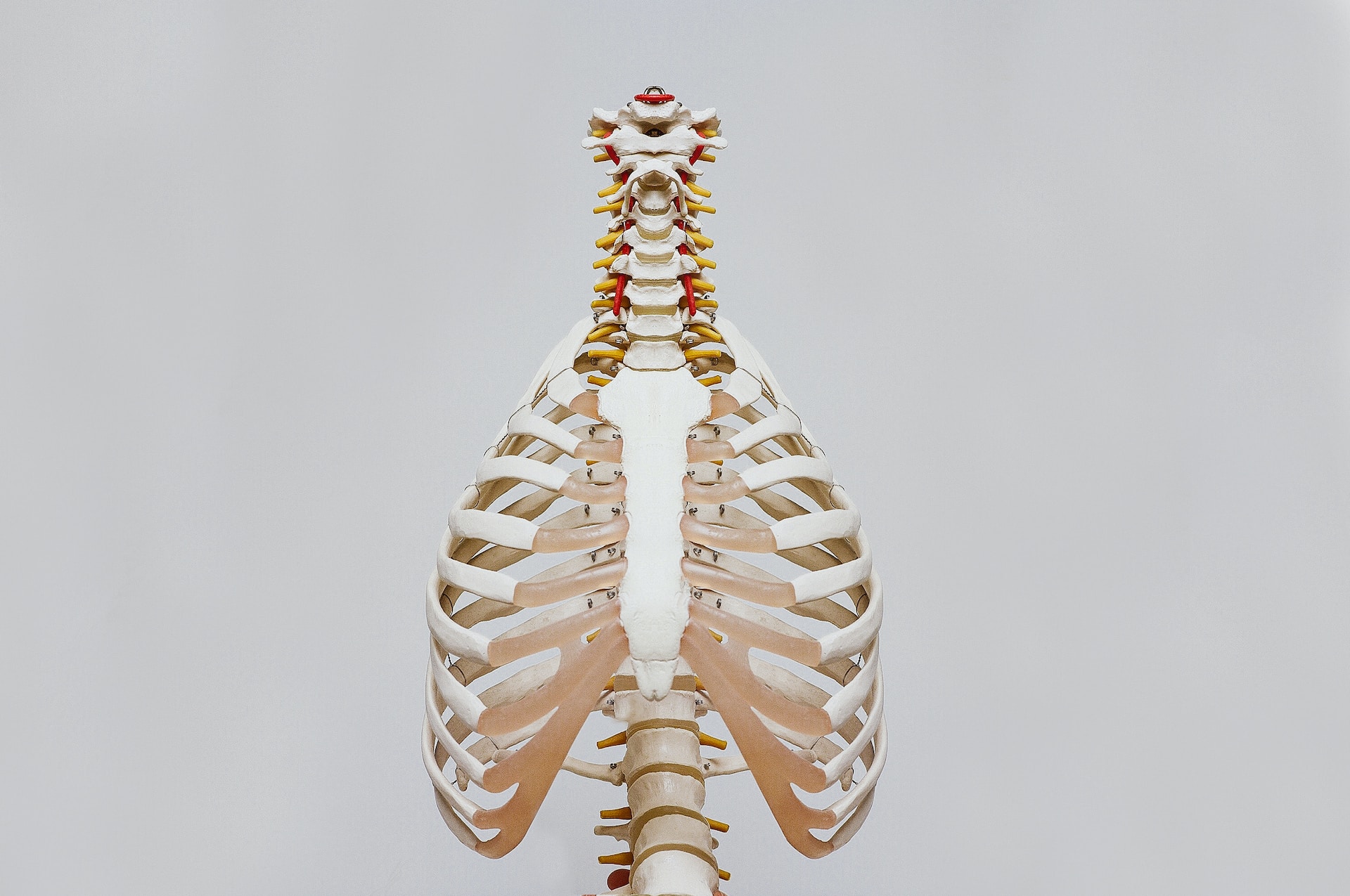 Spinal and back bone structure.