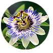 beyond nerve relief ingredients-Passionflower