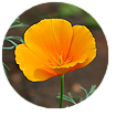 beyond nerve relief ingredients-california poppy