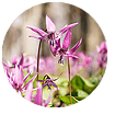beyond nerve relief ingredients-corydalis yanhusuo